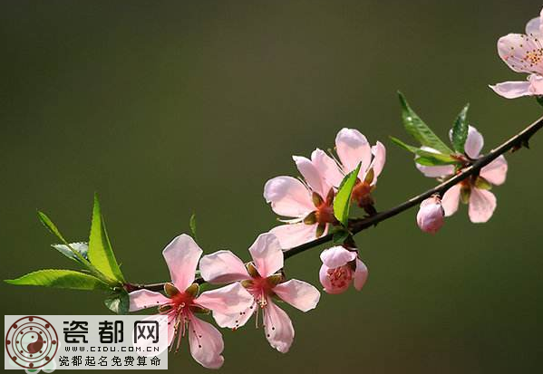 清明节还有桃花吗？清明节去哪里看桃花？