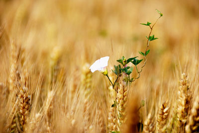 芒种是什么意思？芒种是什么时候？芒种吃什么？