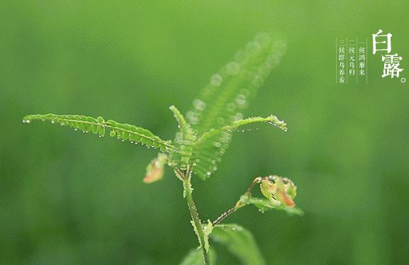 白露节气是怎么来的？