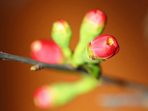 立春和春节的区别到底在哪