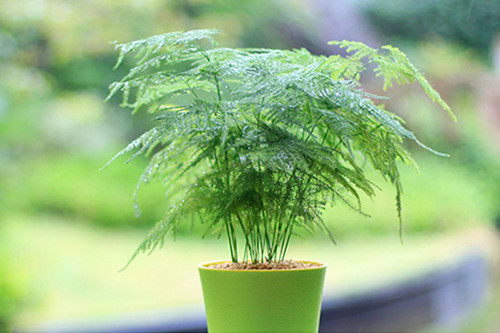 办公室的五大吉祥风水植物