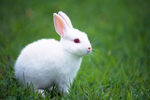 1987年出生的属兔