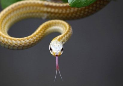 生肖蛇的本命佛是什么 属蛇的本命佛是什么