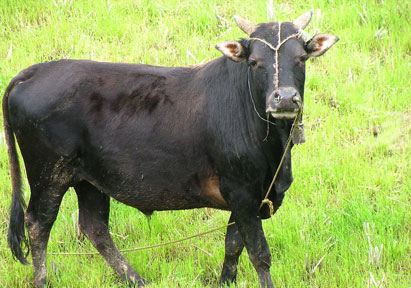 生肖牛的本命佛是什么 属牛的本命佛是什么