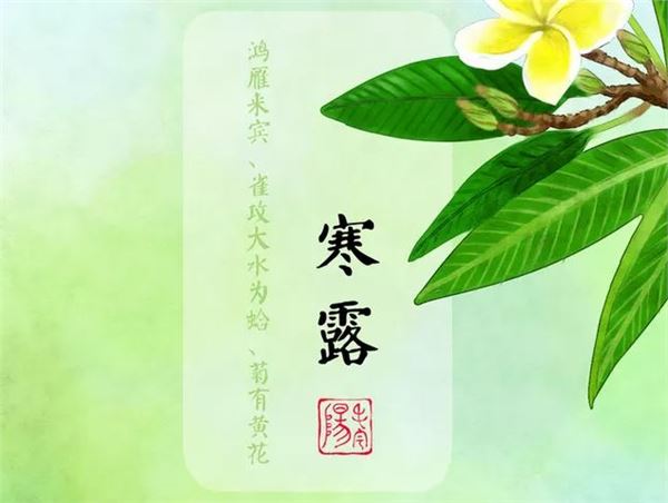 3.寒露三候:鸿雁来宾,雀入水为蛤,菊有黄华