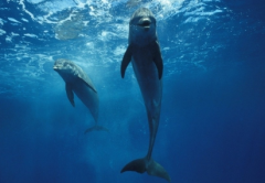 周公解梦-梦见海豚-梦到海豚是什么意思