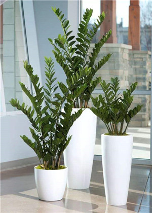 客厅植物摆放风水，需要注意哪些禁忌呢？