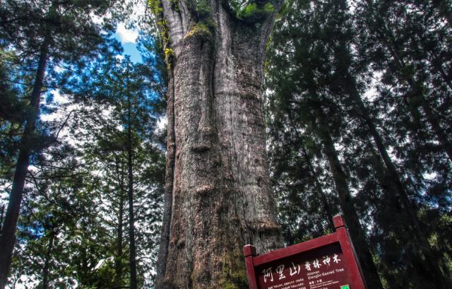 中国十大千年古树 十大名树是什么