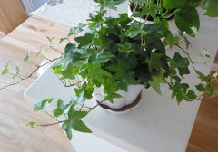 室内盆栽植物的介绍和风水作用