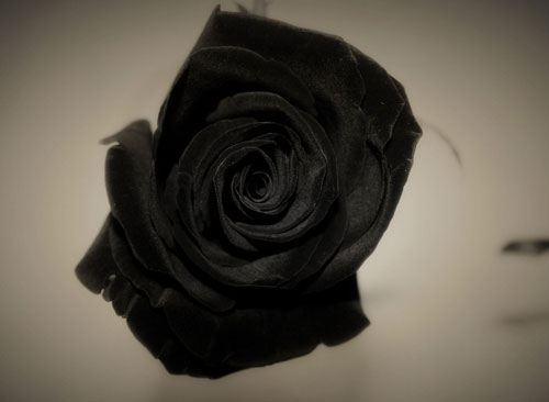 黑玫瑰的花语是什么？黑玫瑰花语大全及传说故事