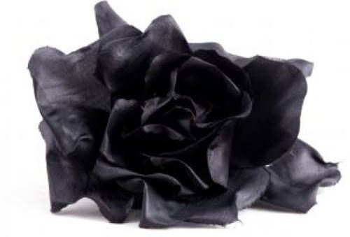 黑玫瑰的花语是什么？黑玫瑰花语大全及传说故事