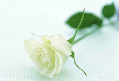 白玫瑰花的花语是什么？白玫瑰花语大全及传说