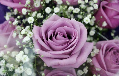 紫玫瑰的花语是什么？紫玫瑰花语大全及传说