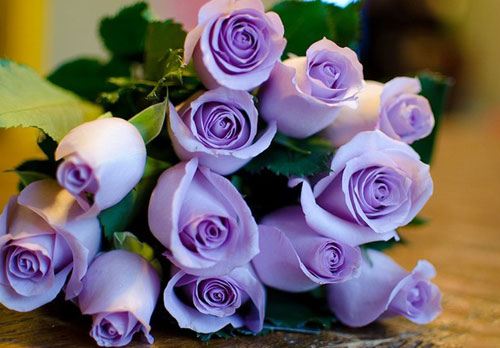 紫玫瑰的花语是什么？紫玫瑰花语大全及传说