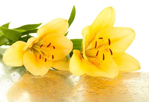 黄百合花的花语是什么？黄百合花的象征意义及传说